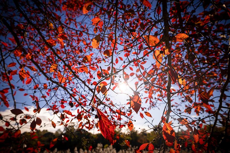 Sun shining through the leaves